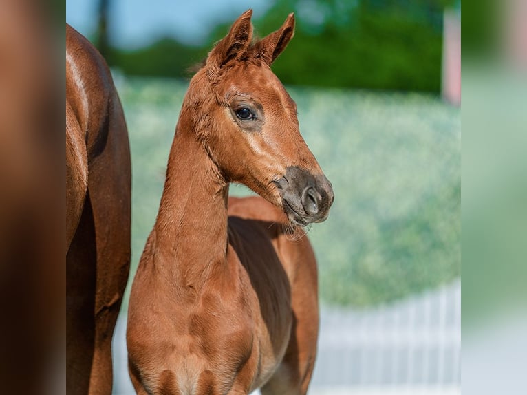 Westphalian Mare Foal (05/2026) Chestnut-Red in Mnster-Handorf