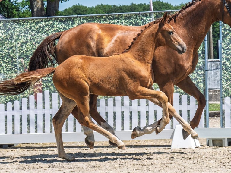Westphalian Mare  Chestnut-Red in M&#xFC;nster Handorf