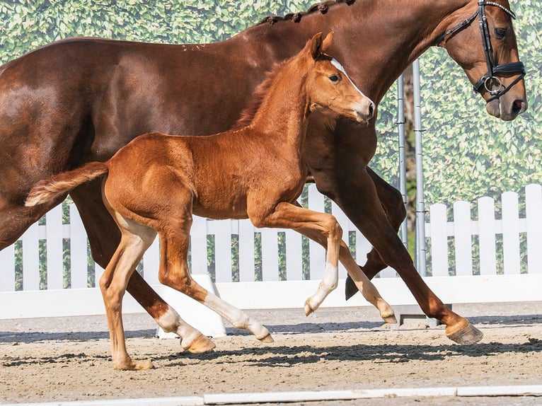 Westphalian Mare Foal (03/2026) Chestnut-Red in Münster-Handorf
