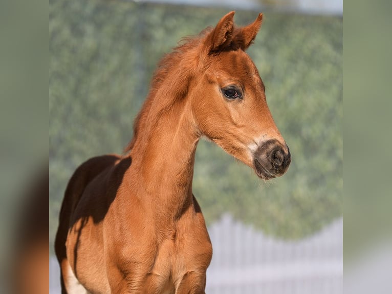 Westphalian Mare  Chestnut-Red in Münster-Handorf
