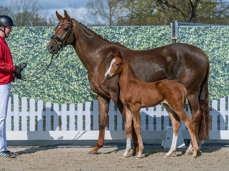 Westphalian Mare Foal (03/2026) Chestnut-Red in Münster-Handorf