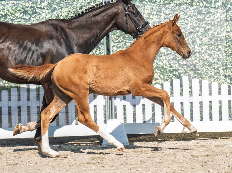 Westphalian Mare  Chestnut-Red in M&#xFC;nster Handorf