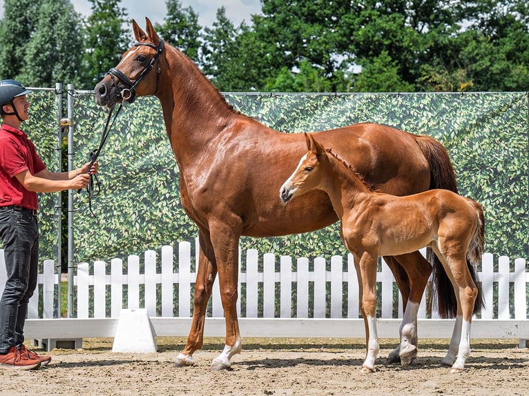 Westphalian Mare Foal (06/2025) Chestnut-Red in M&#xFC;nster-Handorf