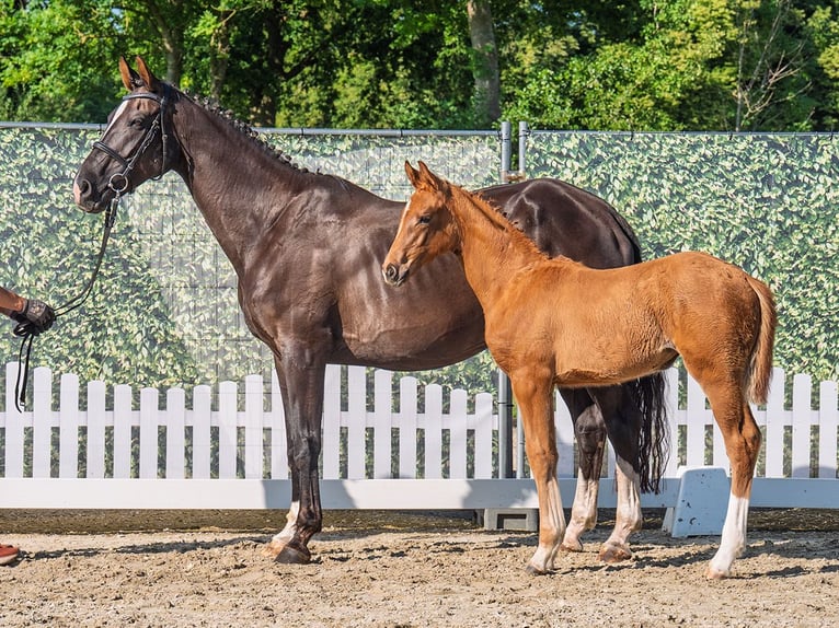 Westphalian Mare  Chestnut-Red in M&#xFC;nster Handorf