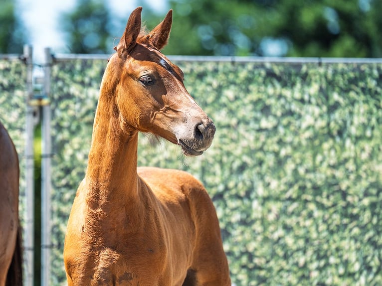 Westphalian Mare  Chestnut-Red in M&#xFC;nster Handorf