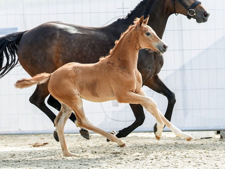 Westphalian Mare Foal (04/2024) Chestnut-Red in Münster-Handorf