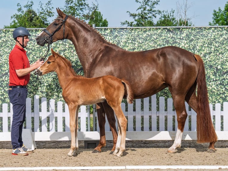 Westphalian Mare  Chestnut-Red in M&#xFC;nster Handorf