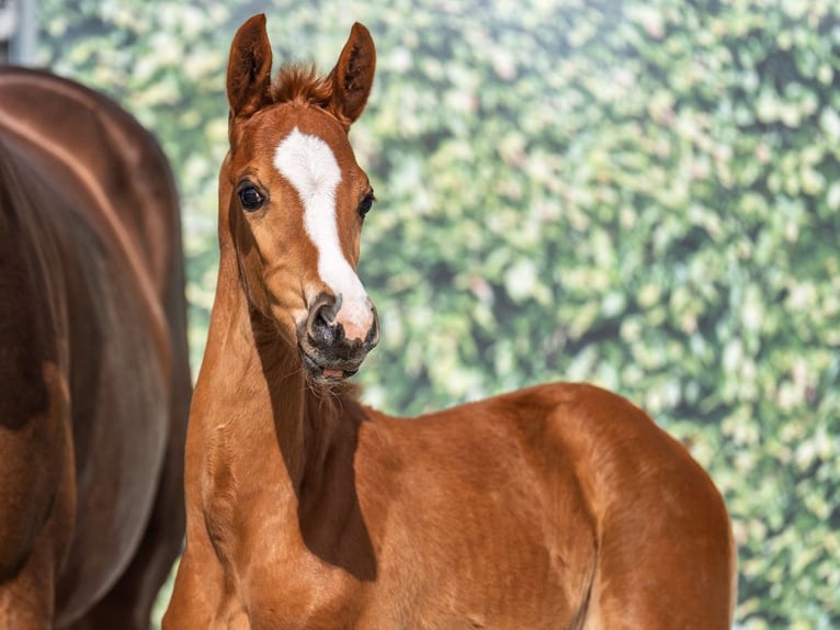 Westphalian Mare  Chestnut-Red in M&#xFC;nster Handorf