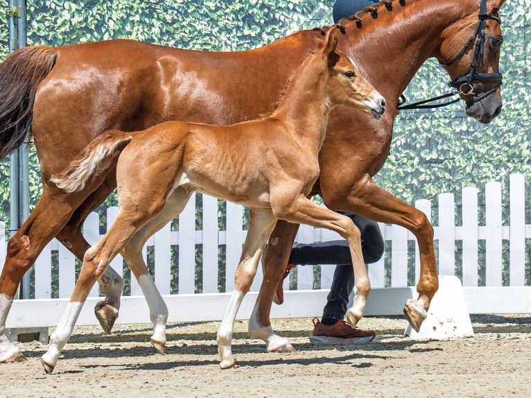 Westphalian Mare Foal (06/2025) Chestnut-Red in M&#xFC;nster-Handorf