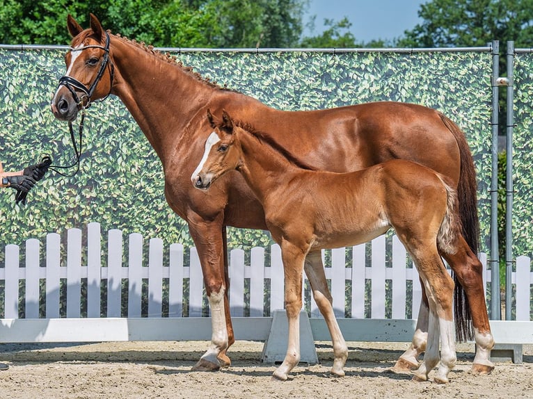 Westphalian Mare  Chestnut-Red in M&#xFC;nster Handorf