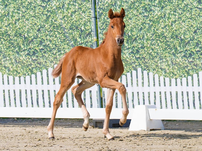 Westphalian Mare  Chestnut-Red in Münster-Handorf