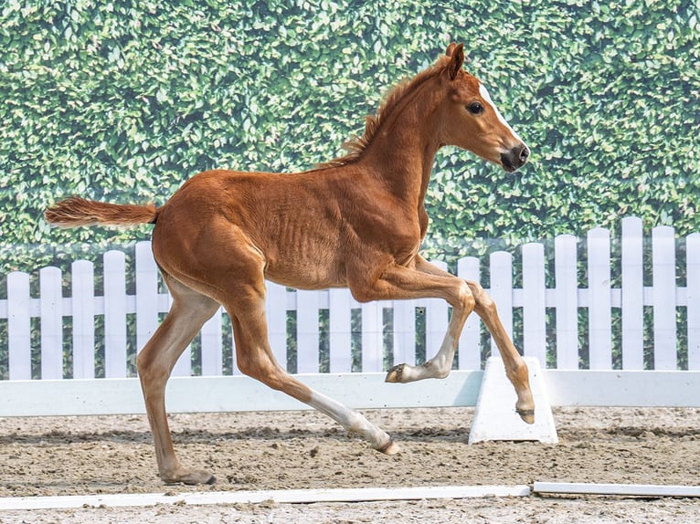 Westphalian Mare  Chestnut-Red in M&#xFC;nster Handorf