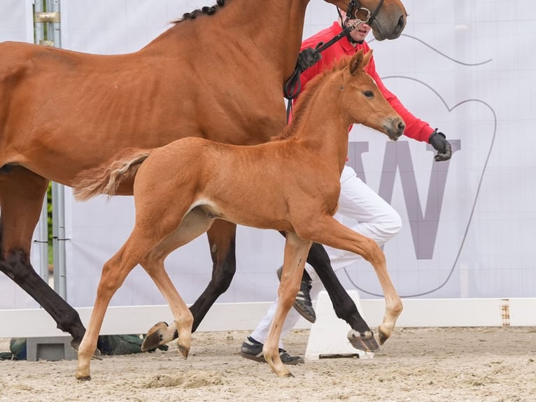 Westphalian Mare Foal (03/2024) Chestnut-Red in Münster-Handorf