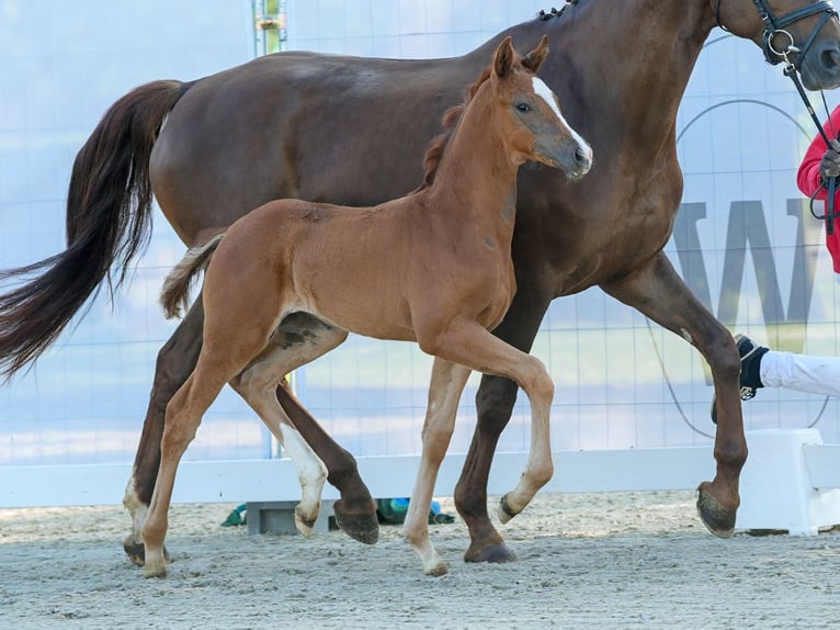 Westphalian Mare Foal (04/2024) Chestnut-Red in Münster-Handorf