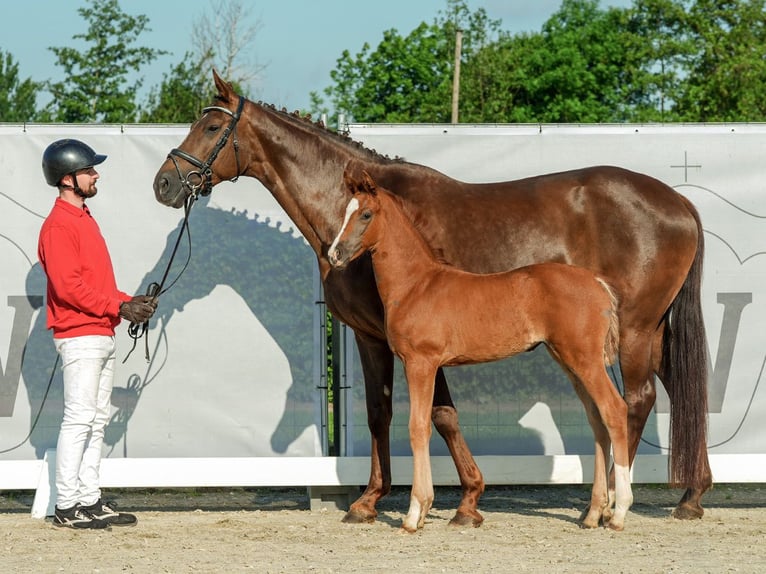 Westphalian Mare Foal (04/2024) Chestnut-Red in Münster-Handorf