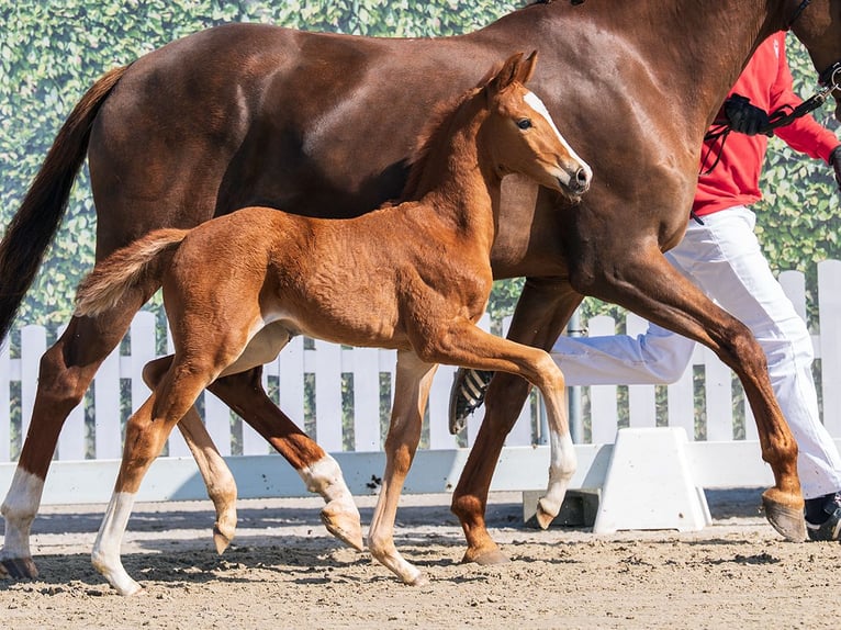 Westphalian Mare Foal (03/2026) Chestnut-Red in Münster-Handorf