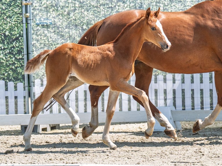Westphalian Mare  Chestnut-Red in M&#xFC;nster Handorf