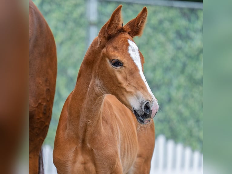 Westphalian Mare Foal (06/2025) Chestnut-Red in M&#xFC;nster-Handorf