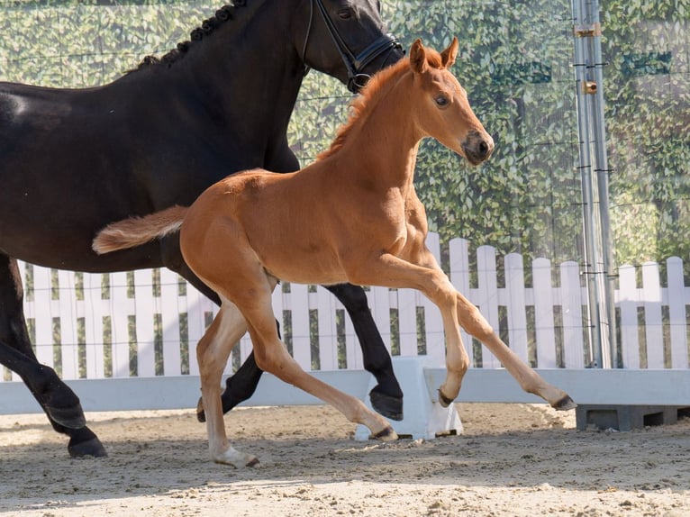 Westphalian Mare  Chestnut-Red in Münster-Handorf