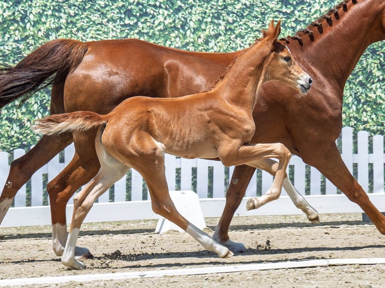 Westphalian Mare Foal (06/2025) Chestnut-Red in M&#xFC;nster-Handorf