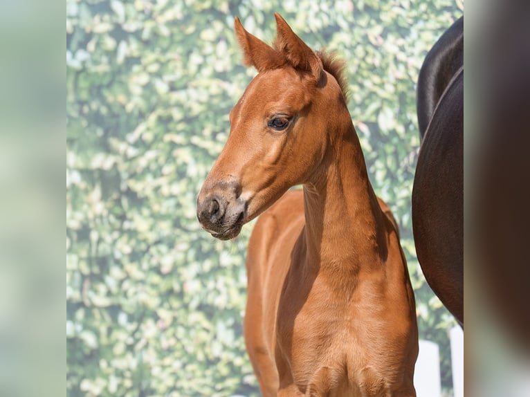Westphalian Mare  Chestnut-Red in Münster-Handorf