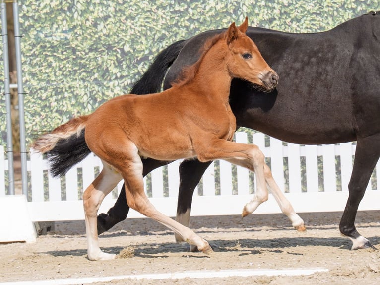 Westphalian Mare  Chestnut-Red in Münster-Handorf
