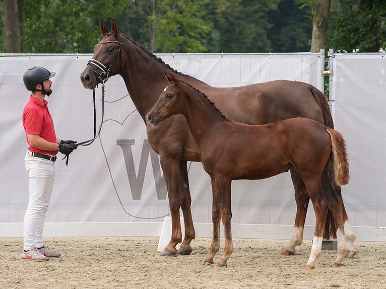 Westphalian Mare Foal (04/2024) Chestnut-Red in Münster-Handorf