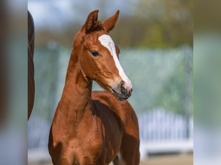Westphalian Mare Foal (03/2026) Chestnut-Red in Münster-Handorf