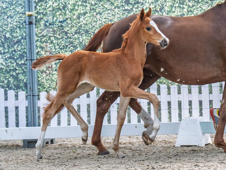 Westphalian Mare  Chestnut-Red in M&#xFC;nster Handorf