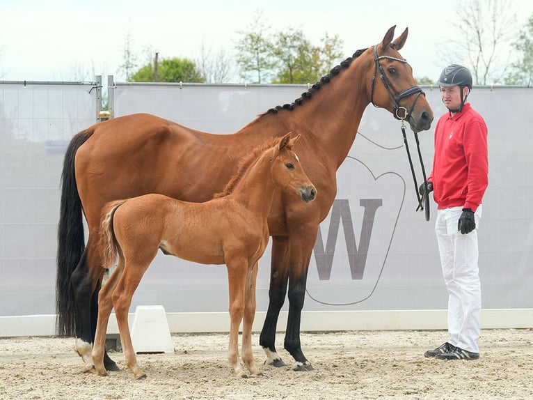 Westphalian Mare Foal (03/2024) Chestnut-Red in Münster-Handorf