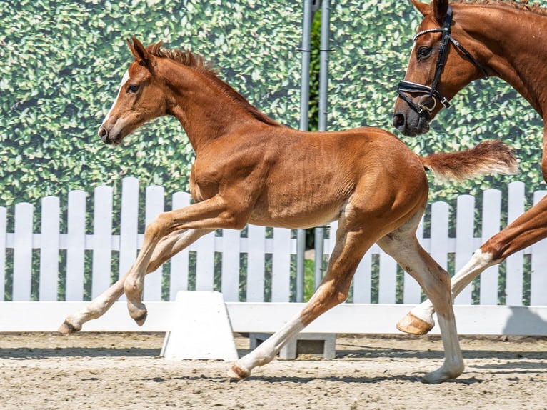 Westphalian Mare  Chestnut-Red in M&#xFC;nster Handorf