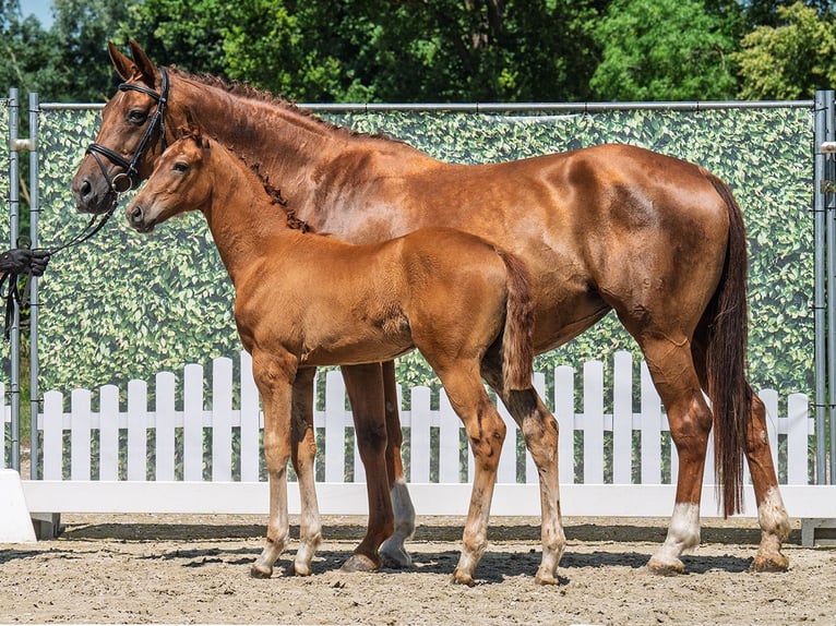 Westphalian Mare  Chestnut-Red in M&#xFC;nster Handorf