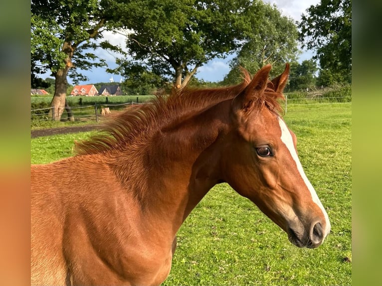 Westphalian Mare  Chestnut-Red in Ochtrup