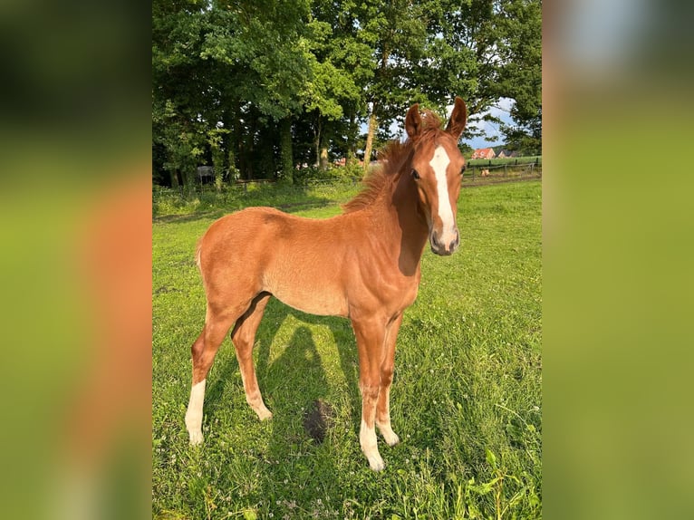 Westphalian Mare  Chestnut-Red in Ochtrup