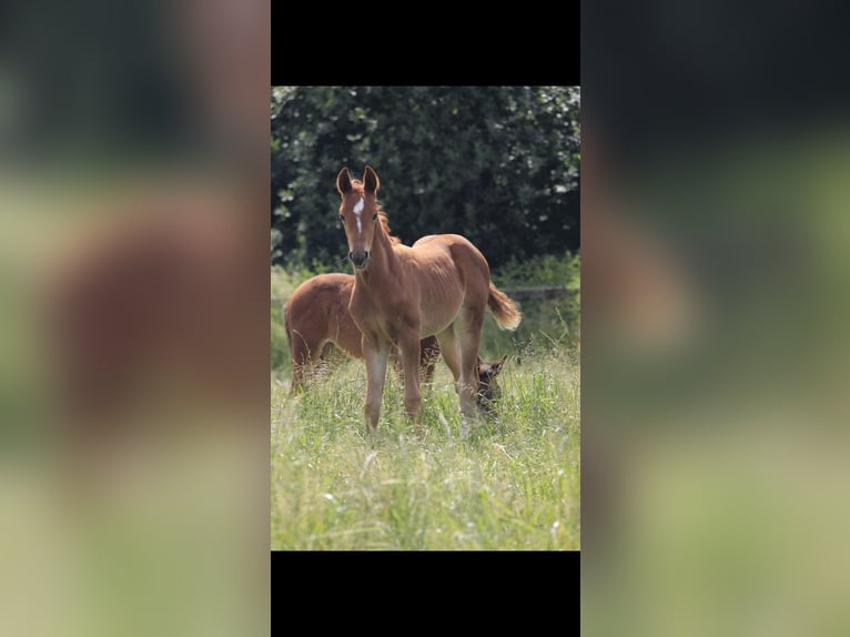 Westphalian Mare Foal (05/2024) Chestnut-Red in Rosendahl