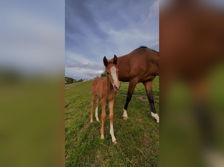 Westphalian Mare  Chestnut-Red in Schmallenberg