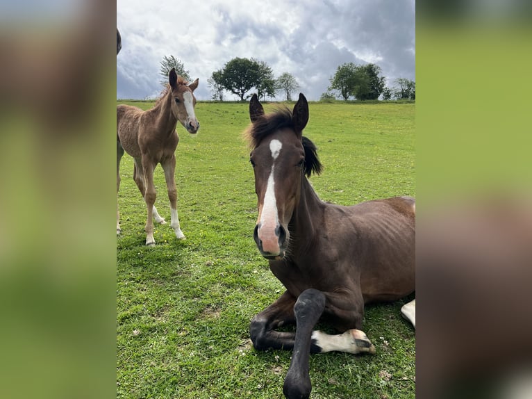 Westphalian Mare  Chestnut-Red in Schmallenberg