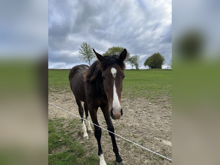 Westphalian Mare  Chestnut-Red in Schmallenberg