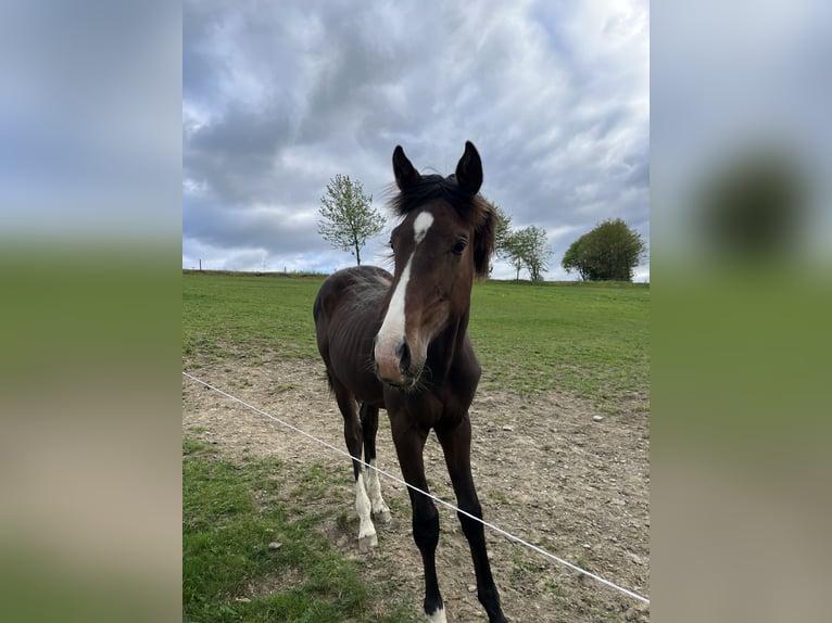 Westphalian Mare  Chestnut-Red in Schmallenberg