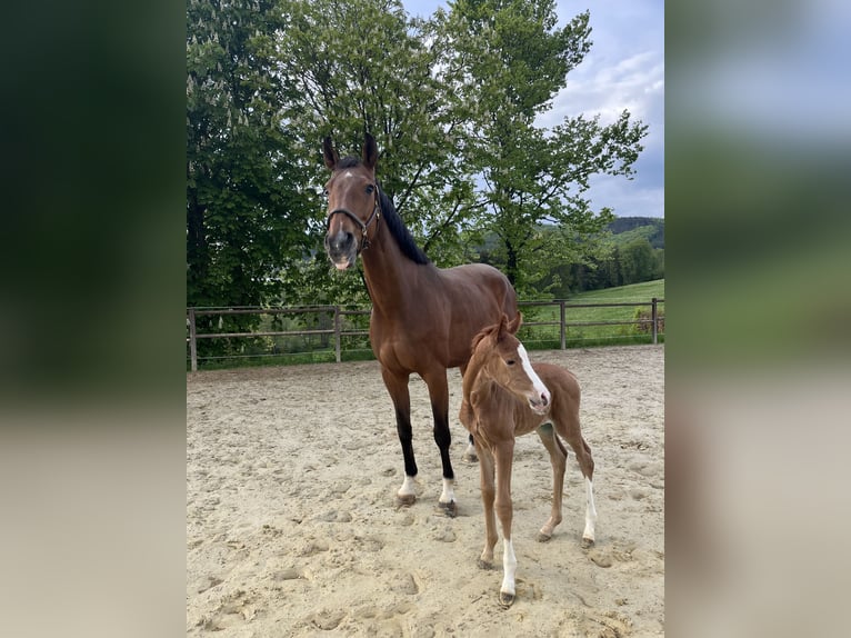 Westphalian Mare  Chestnut-Red in Schmallenberg