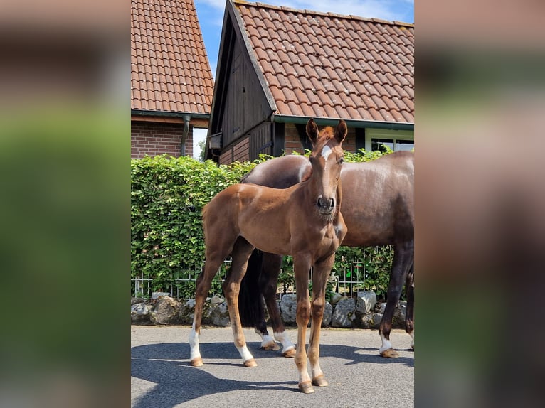 Westphalian Mare Foal (04/2025) Chestnut-Red in Warendorf