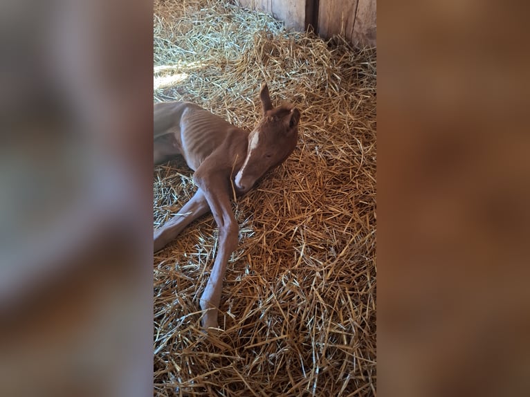 Westphalian Mare Foal (05/2025) Chestnut-Red in Suhlendorf