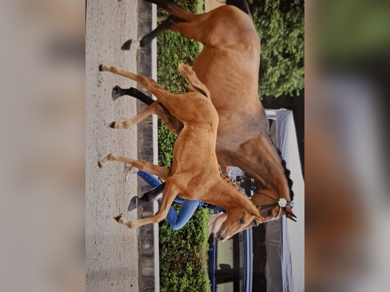 Westphalian Mare Foal (05/2025) Chestnut-Red in Suhlendorf