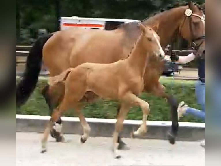 Westphalian Mare Foal (05/2025) Chestnut-Red in Suhlendorf