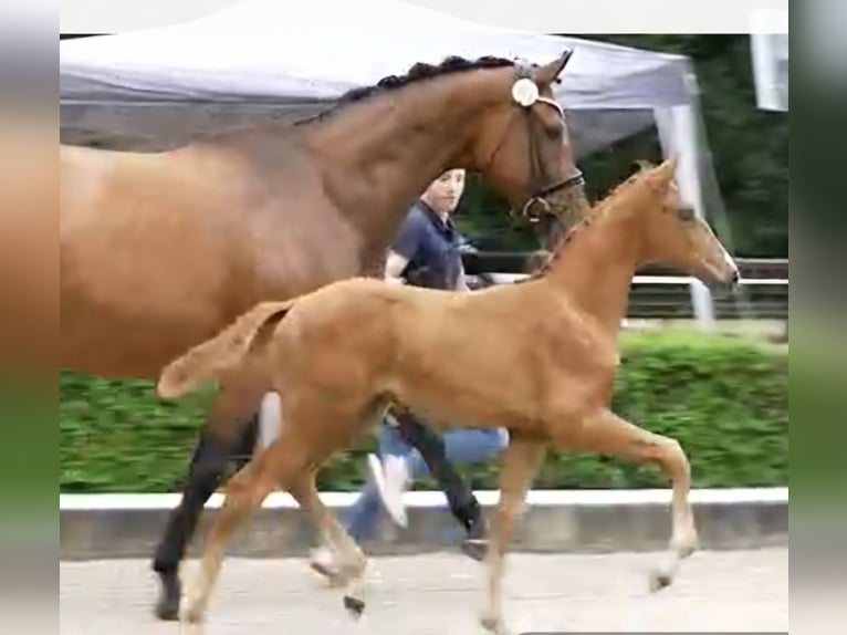 Westphalian Mare Foal (05/2025) Chestnut-Red in Suhlendorf