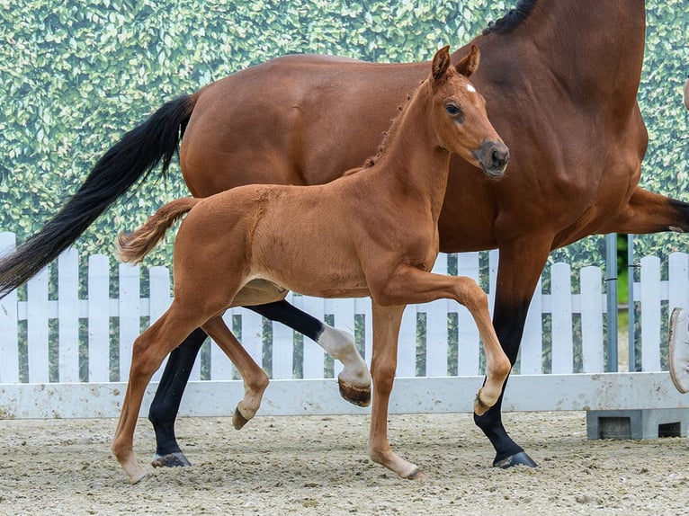 Westphalian Mare Foal (04/2026) Chestnut-Red in Wettringen