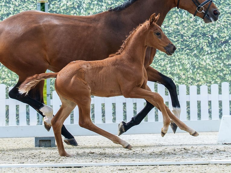 Westphalian Mare Foal (04/2026) Chestnut-Red in Wettringen