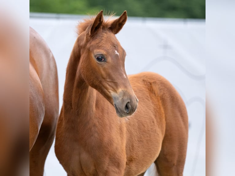 Westphalian Mare Foal (03/2023) Chestnut-Red in Münster-Handorf