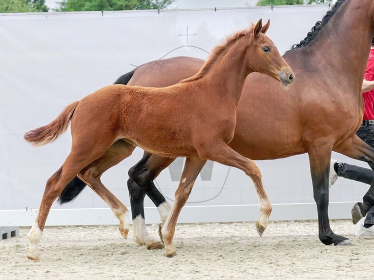 Westphalian Mare Foal (03/2023) Chestnut-Red in Münster-Handorf