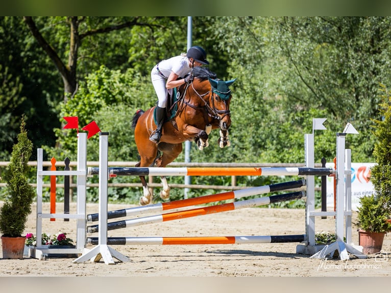Westphalian Mare Foal (06/2026) Chestnut-Red in Blomberg